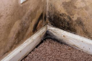 How to Remove Mold from Basement