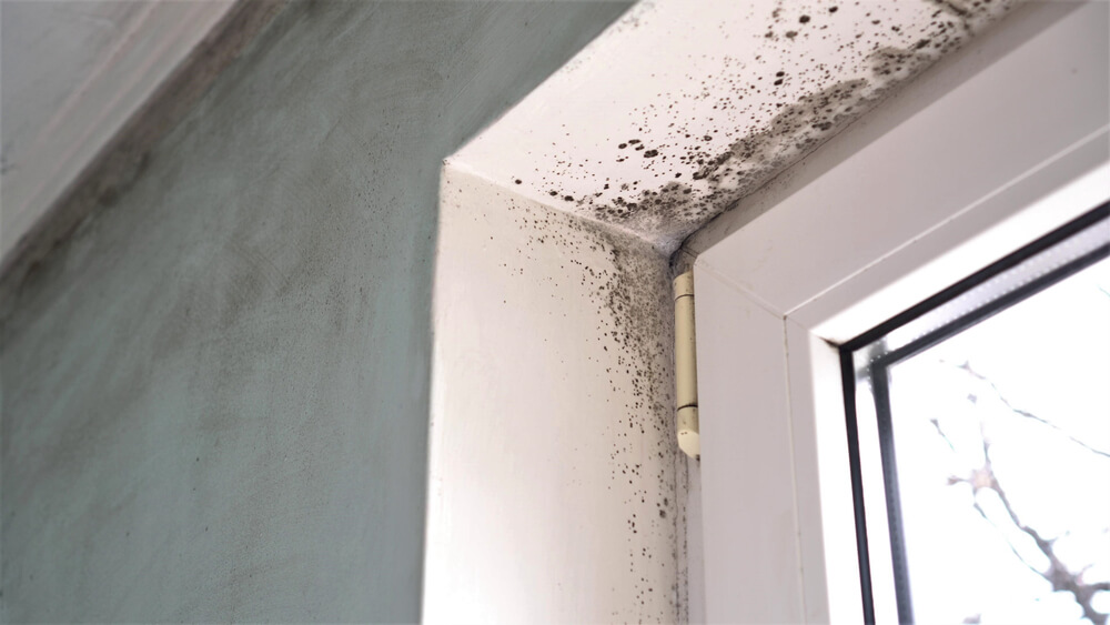 Signs of Mold Growth Around Windows – Odors and Visible Mold