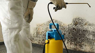 Mold Inspection | Mold Testing