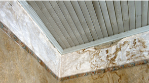 How Do I Remove Mold from My Home?