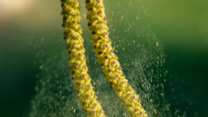 What are the Worst Regions in the US for Tree Pollen?