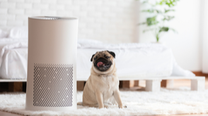 Air Purifiers for Pet Parents: An Ultimate Guide