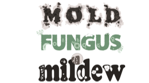 What’s the Difference Between Mold and Mildew?