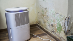 What’s the Best Air Purifier for Mold and Mildew?
