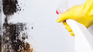 How to Prevent Indoor Mold Growth