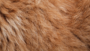 Are You Allergic or Sensitive to Pet Dander, or Could Other Allergens be to Blame for Your Symptoms