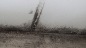 Black Mold 101: Is Black Mold Dangerous and What are the Signs of Exposure?