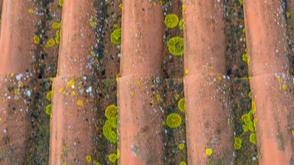 Types of Mold Sickness Caused by Mold Exposure What Do You Need to Know