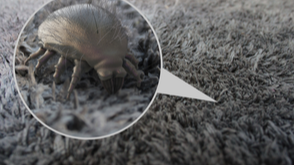 How Do I Know If I Have Dust Mite Allergies?