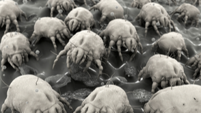 Do Dust Mite Covers and Hypoallergenic Bedding Help with Dust Mite Allergies?