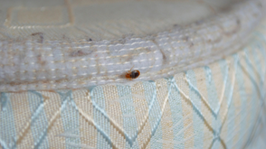 What Causes Bed Bug Infestations, And What Should You Do if You Have Bed Bugs?
