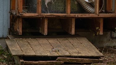 Crawlspace Mold Growth