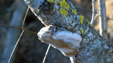 Hurricane Sandy Mold Problems