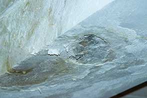 Ductwork Mold Problems in Commercial and Residential Properties: Causes, Remediation, and Prevention