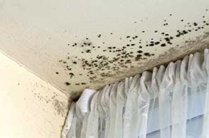 Window Mold Growth Problems: Causes, Remediation, and Prevention