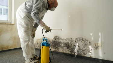 Mold Remediation