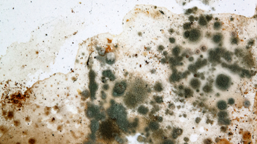 What is Mold?