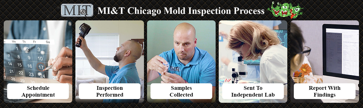 Chicago Mold Inspection and Testing