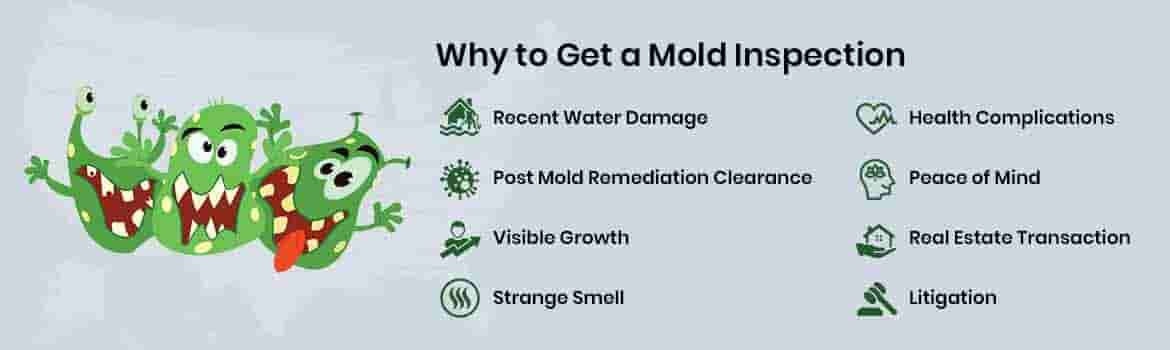 Mold Inspection in chicago