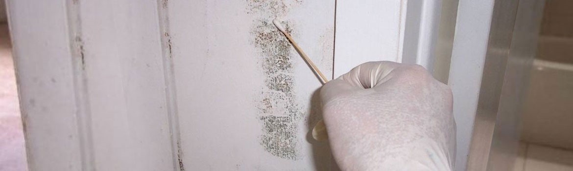 Mold Inspection & Testing